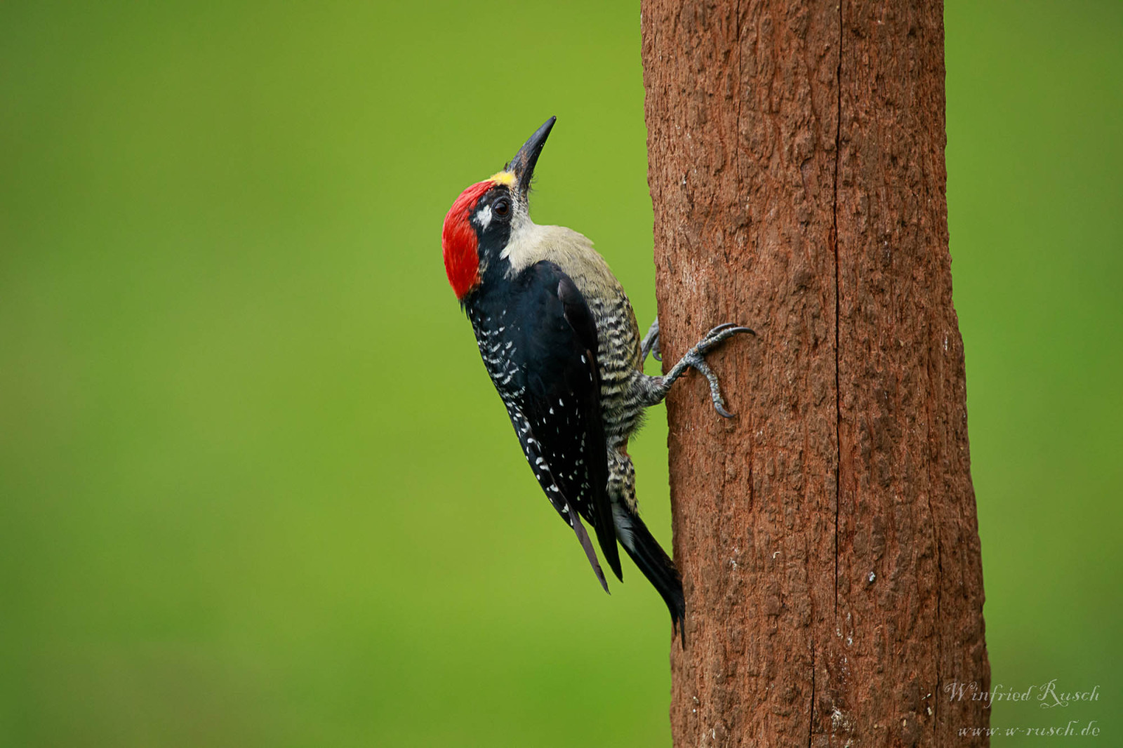 image Black-cheeked Woodpecker